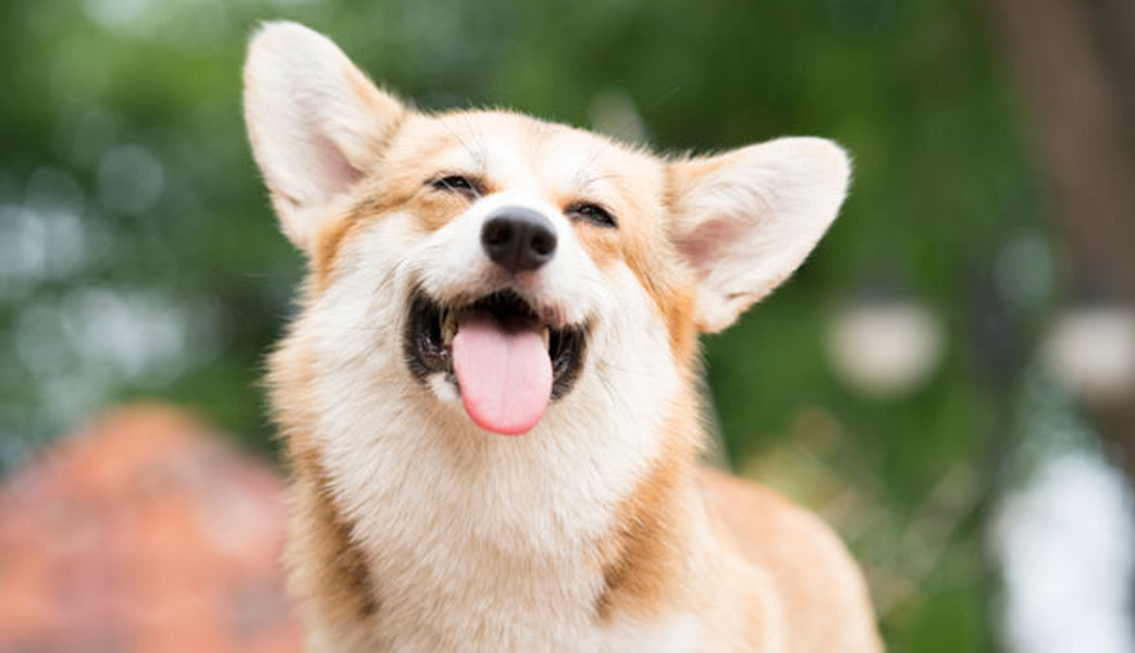Consulte os estabelecimentos amigos do seu animal de estimação Hotel ILUNION Alcora Sevilla Sevilha